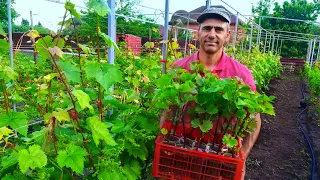 Проращивание вегетирующих саженцев винограда, посадка и уход🍇