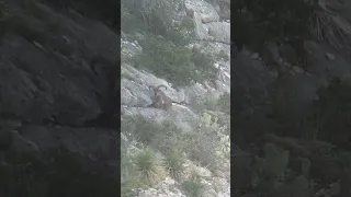 279 yard shot on a wild south west Texas trophy aoudad with a 6.5 GAP4S (SAUM)