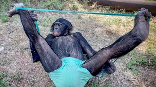 THE MOST USELESS ANIMAL IS ...? Bonobo Bonya is fooling around | Conversation with the trainer