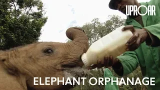 Baby Elephant Orphans Raised By Friendly Humans