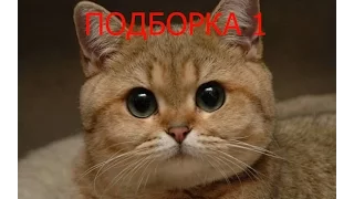 Смешные коты подборка 1. Funny cats compilation 1