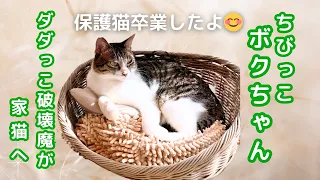 【保護猫】ノミ取り首輪のついたまま捨てられていたちびっこ猫のボクちゃん、保護猫卒業したよ。