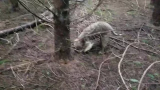 Truffle Hunting Lagotto