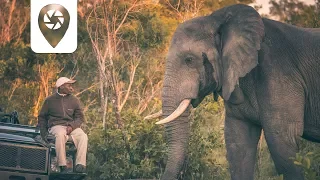 Elefantenbulle jagt uns!!  - Safari in Südafrika | Vlog #07