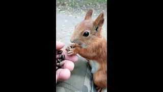 Хорошая белочка / Good squirrel