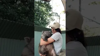 Wombat cuddling #shorts