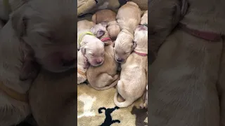 Listen to the puppy choir. Rosie’s litter of 14 standard Goldendoodle puppies.