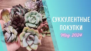 Распаковка корейских суккулентов 🌱Май 2024