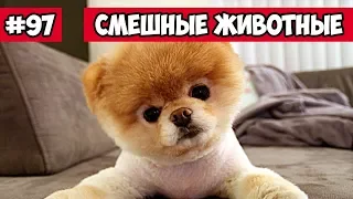 Смешные животные - смешной щенок | Bazuzu Video ТОП подборка 97, январь 2018