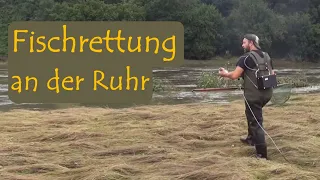 Fischrettung an der Ruhr - Nach dem Hochwasser ist vor dem Hochwasser | mit Martin Maschka