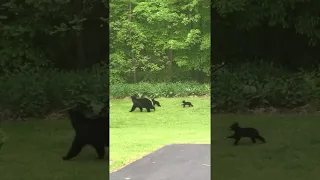 Mama Bear Waits for Her Cubs || ViralHog