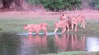 Lions crossing the chongwe river without fairings the crocodiles/. samuelmukankaulwa@gmail.com
