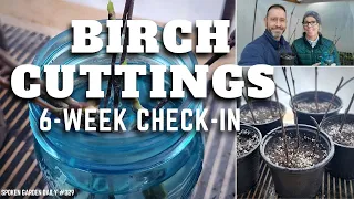 🌱✂ Birch Cuttings Update - SGD 329 ✂🌱