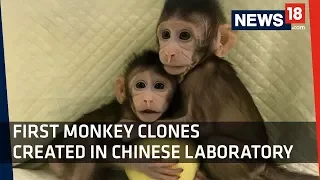 Human Clones in Near Future? | First Monkey Clones Created in Chinese Laboratory​ Raise Concerns