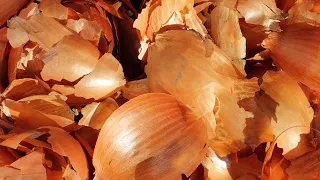 You'll Never throw Away onion Skins After Watching This