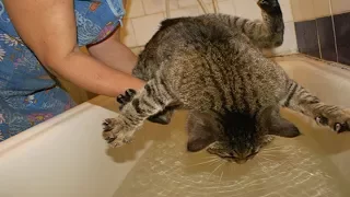 Cats Vs Water Part 5 - Cats Falling In Water - Funny Cats 2017 - Cats Hate Water