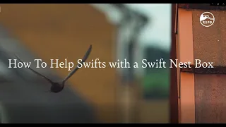 How To Help Swifts with a Swift Nest Box