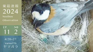 The Varied Tit's Nest, Remodeled in Green, Was Remodeled Further in White...