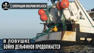 В Ловушке: Бойня Дельфинов Продолжается (Операция Dolphin ByCatch) • Sea Shepherd