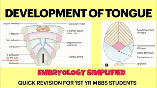 Development of tongue | Embryology | Quick revision for 1st yr MBBS Anatomy exams | NEET PG/ NEXT