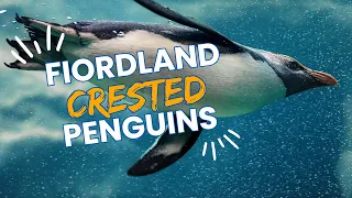 Discover the Timid Fjordland Penguin: Fascinating Facts and Ecology