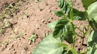How Lima Bean Plants Grow