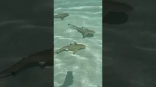 Sharks Vibes In Maldives 🦈🦈🦈 #shorts #fishing #viral #tiktok #reels #funny #maldives