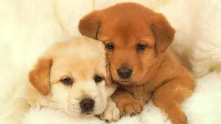 Animals SOO Cute! AWW Cute baby animals Videos Compilation Funniest and Cutest moment of animals #2