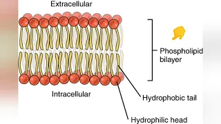 plasma membrane/cell membrane introduction. part 1.
