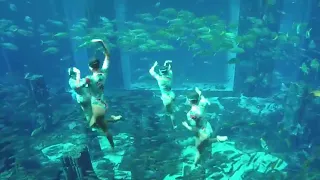 Stunning Synchronized Swimming by Mermaids of Arabia at Atlantis