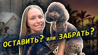 БАЛИ 2024 | Как перевезти домашнее животное? | Жизнь на острове с собакой