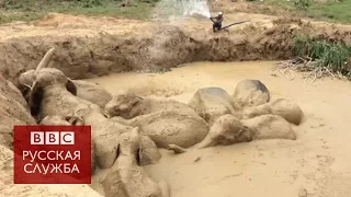 Как спасали утопающих слонов в Камбодже