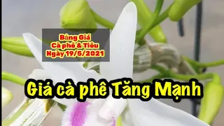 Giá cà phê & tiêu hôm nay ngày 19/5/2021 Giá cà phê Tăng Mạnh