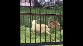 ЭТО ЛЬВИНАЯ ЛЮБОВЬ. #shorts #animals #lions