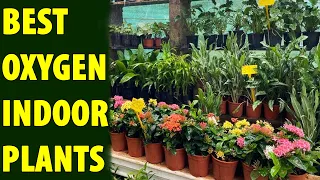 9 Best Plants to Increase Oxygen Levels in your Home