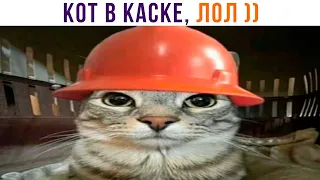 ГЫ-ГЫ, КОТ В КАСКЕ ))) | Приколы с котами | Мемозг 1306
