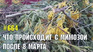 Мимоза после 8 марта | Жизнь на Юге