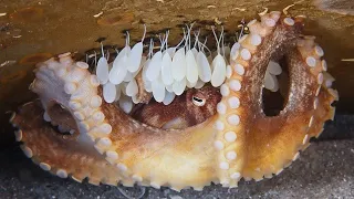 Mamma Octopus protect her eggs for 4.5 years #Shorts