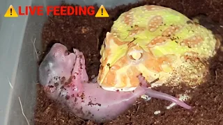 Warning | Albino Pacman Frog Eats Screaming Rat | Live Feeding