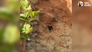 Goat Stuck On High Cliff Gets Saved Just In Time | The Dodo