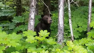 Big brown bear eating salmon berries