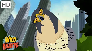 City Creatures | Falcons, Pigeons, Worms + more! [Full Episodes] Wild Kratts