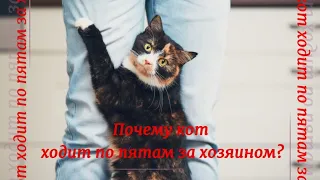 Почему кот ходит по пятам за хозяином  Why does the cat follow its master