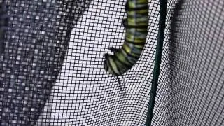 monarch caterpillar transformation into chrysalis, clip 2/4.wmv