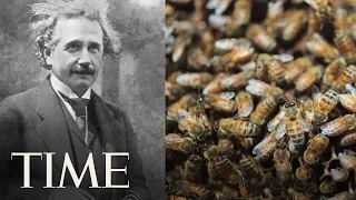 Time Explains: Why Bees Are Going Extinct | TIME