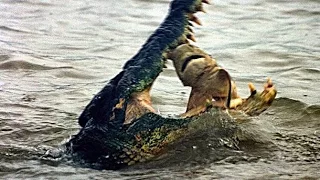 ШОК! Крокодилы едят жертву .SHOCK! Crocodiles eat the victim in front of tourists ...