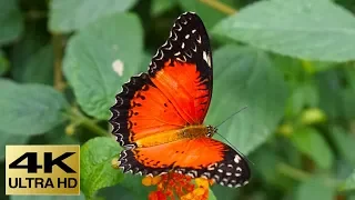 The Best Butterflies & Relaxing Music Video in 4k - 2 hours - Sleep Relax Music UHD TV Screensaver