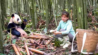 Harvesting Bamboo Shoot Goes To Market Sell, Take care of the pineapple garden | Nhất New Life