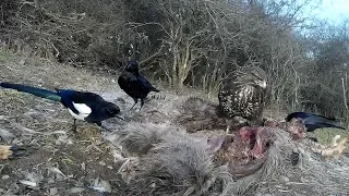 Common Buzzard, Magpie , common crow. Mäusebussard, Elster, Rabenkrähe .  13.2.2019