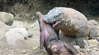 Giant Komodo vs Wild Boar